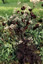 Anthriscus sylvestris 'Ravenswing' - small image 2