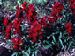 Antirrhinum 'Black Prince' - small image 2