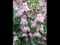 Antirrhinum glutinosum - small image 2