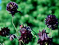 Aquilegia 'Black Barlow' - small image 2