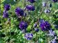 Aquilegia 'Blue Barlow' - small image 2