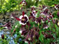 Aquilegia 'Magpie' - small image 2