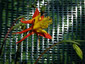 Aquilegia 'Tequila Sunrise' - small image 2