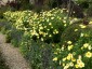 Argyranthemum 'Jamaica Primrose' - small image 2