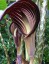 Arisaema speciosum var. magnificum - small image 2
