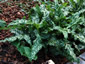 Arum italicum 'Pictum' - small image 2