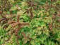 Aruncus aethusifolius AGM - small image 2