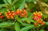 Asclepias curassavica - small image 2