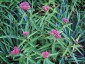 Asclepias incarnata - small image 2