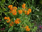 Asclepias tuberosa - small image 2