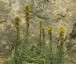 Asphodeline lutea - small image 2