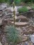 Asphodeline taurica - small image 2