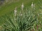 Asphodelus albus - small image 2