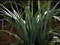 Astelia chathamica - small image 2