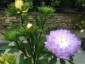 Aster chinensis Paeony Silver-Blue - small image 2