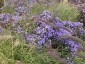 Aster 'Little Carlow' - small image 2
