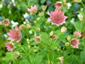 Astrantia maxima - small image 2