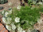 Athamanta turbith - small image 2