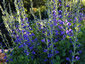 Baptisia australis - small image 2