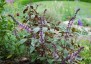 Basil 'African Blue' - small image 2
