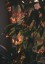 Begonia albopicta 'Rosea' - small image 2