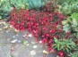 Begonia 'Dark Elegance' - small image 2