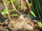 Begonia dregei 'Partita' - small image 2