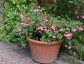 Begonia fuchsioides - small image 2