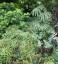 Begonia luxurians - small image 2