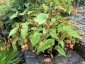 Begonia sutherlandii - small image 2