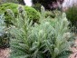 Berkheya purpurea - small image 2