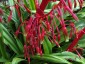 Beschorneria septentrionalis - small image 2