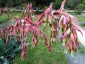 Beschorneria yuccoides - small image 2