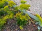 Bigelowia nuttallii - small image 2