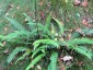 Blechnum spicant AGM - small image 2