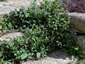 Borago pygmaea - small image 2