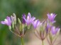 Brodiaea californica - small image 2