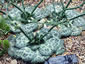 Bukiniczia cabulica - small image 2