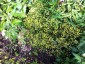 Bupleurum falcatum - small image 2