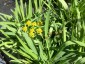 Bupleurum ranunculoides - small image 2