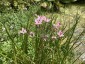 Butomus umbellatus - small image 2