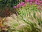 Calamagrostis brachytricha - small image 2