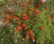 Calceolaria 'Camden Hero' - small image 2