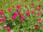 Callirhoe involucrata - small image 2