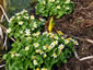 Caltha palustris 'Alba' - small image 2