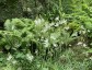 Camassia leichtlinii 'Alba' - small image 2
