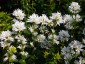 Campanula glomerata 'Alba' - small image 2