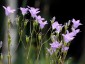 Campanula patula - small image 2