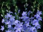 Campanula pyramidalis - small image 2