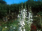 Campanula pyramidalis 'Alba' - small image 2